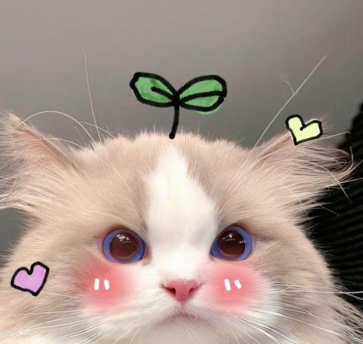 aesthetic cat pfp for instagram aesthetic cat pfp for instagram