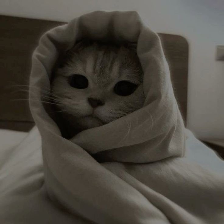 aesthetic cute cat pfp aesthetic cute cat pfp
