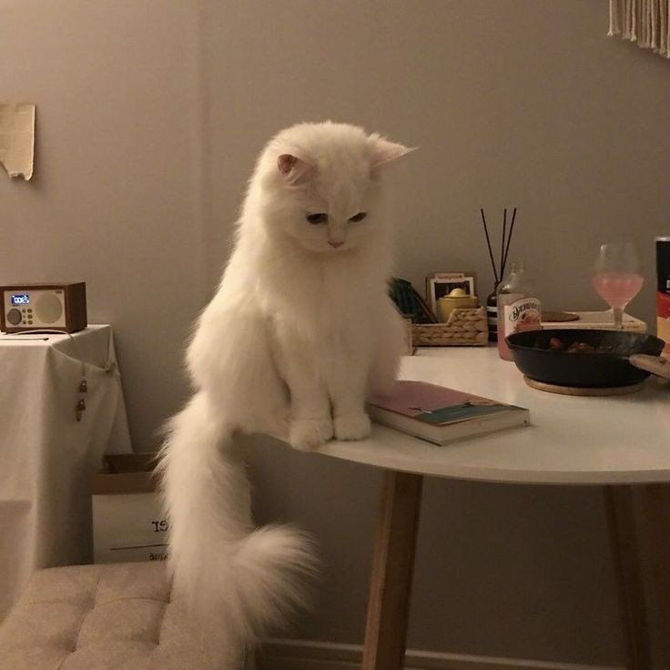 aesthetic cute cat pfp aesthetic cute cat pfp