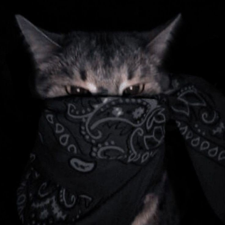 aesthetic pfp cat aesthetic pfp cat