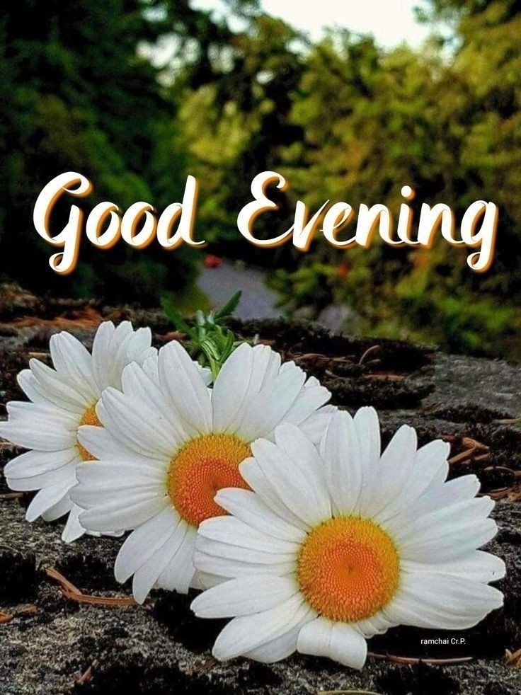 animated have a good evening images animated have a good evening images