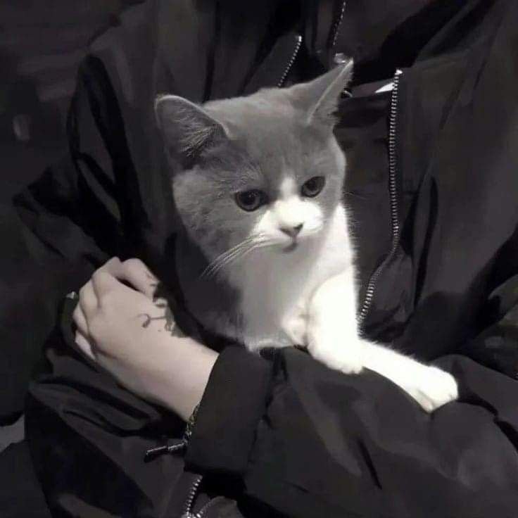 anime boy discord pfp anime boy discord pfp