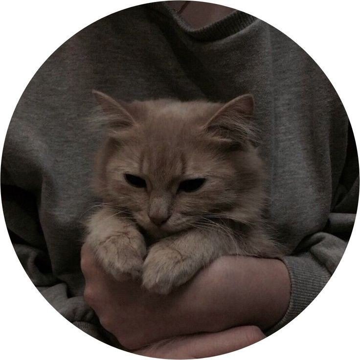 banana cat pfp banana cat pfp