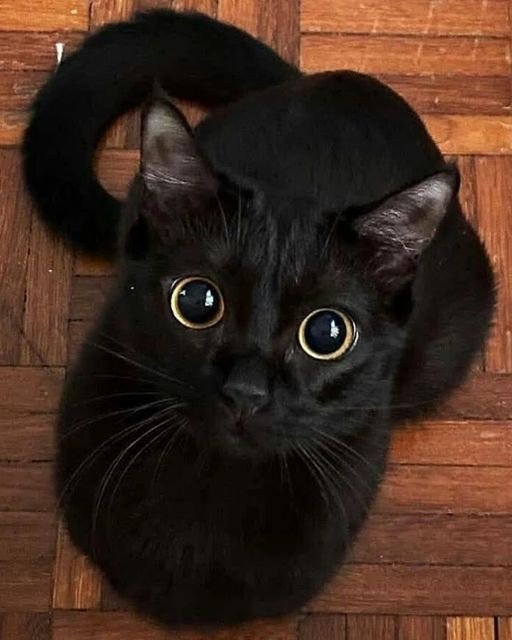 banana cat pfp banana cat pfp