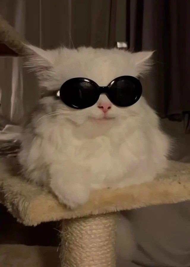 black cat pfp black cat pfp