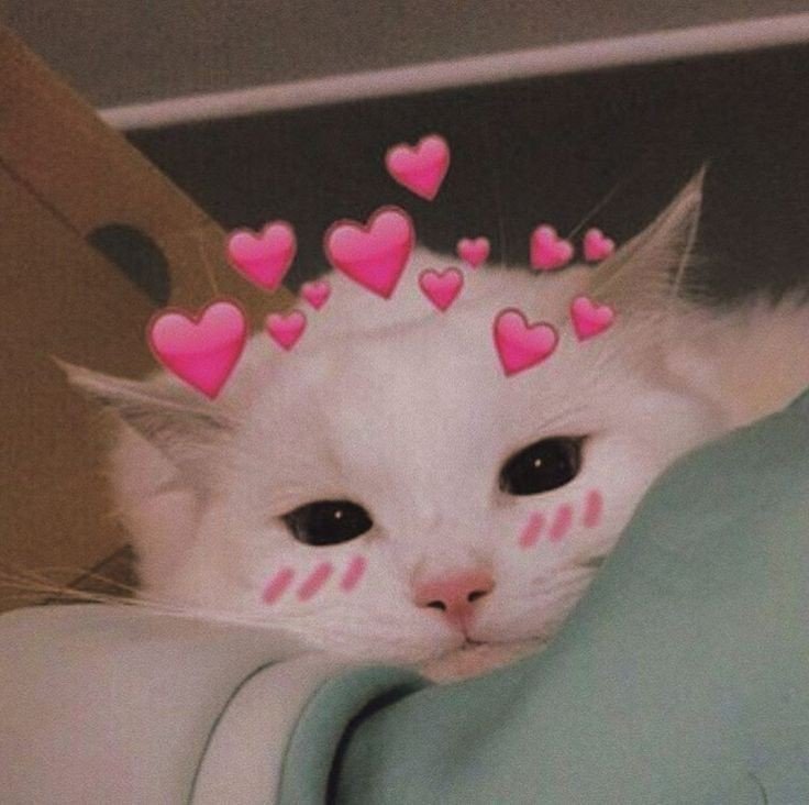 blaze the cat pfp blaze the cat pfp