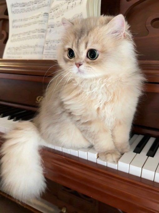blue cat pfp blue cat pfp