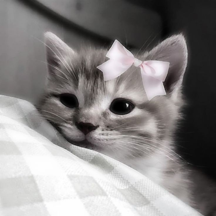 calico cat pfp calico cat pfp