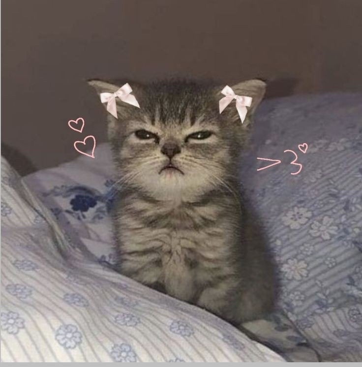 cartoon cat pfp cartoon cat pfp