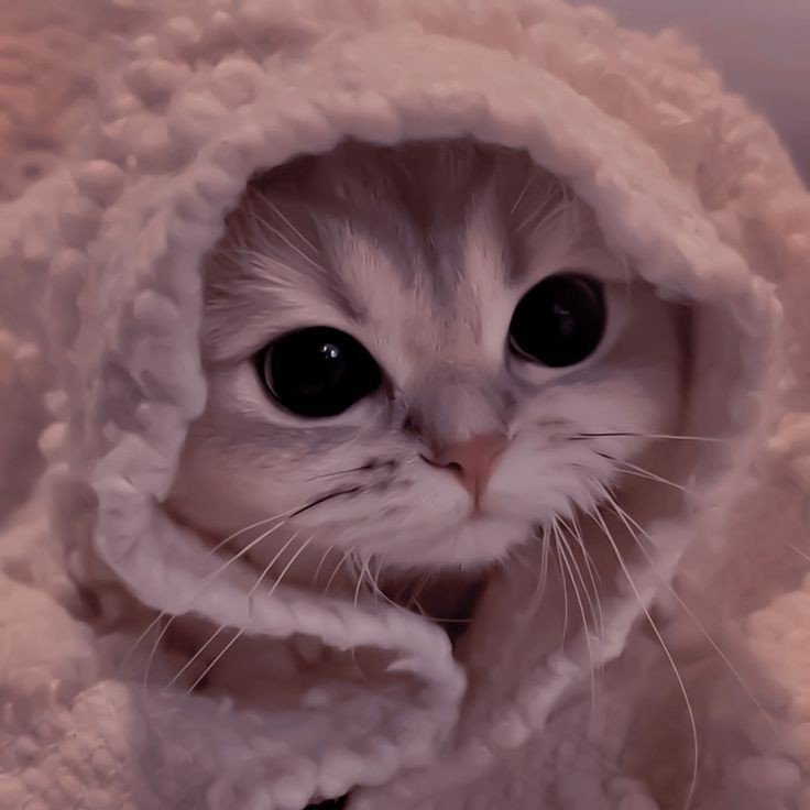 cat eye pfp cat eye pfp