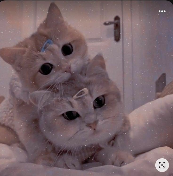 cat eyebrow pfp cat eyebrow pfp