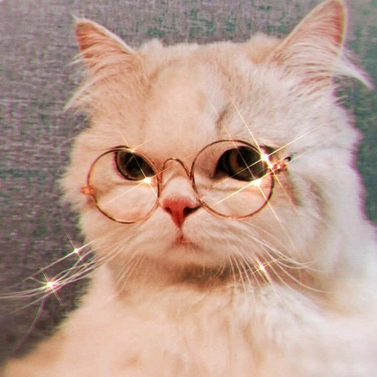 cat pfp aesthetic dark cat pfp aesthetic dark