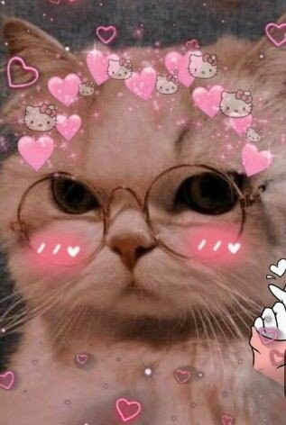 cat pfp aesthetic matching cat pfp aesthetic matching