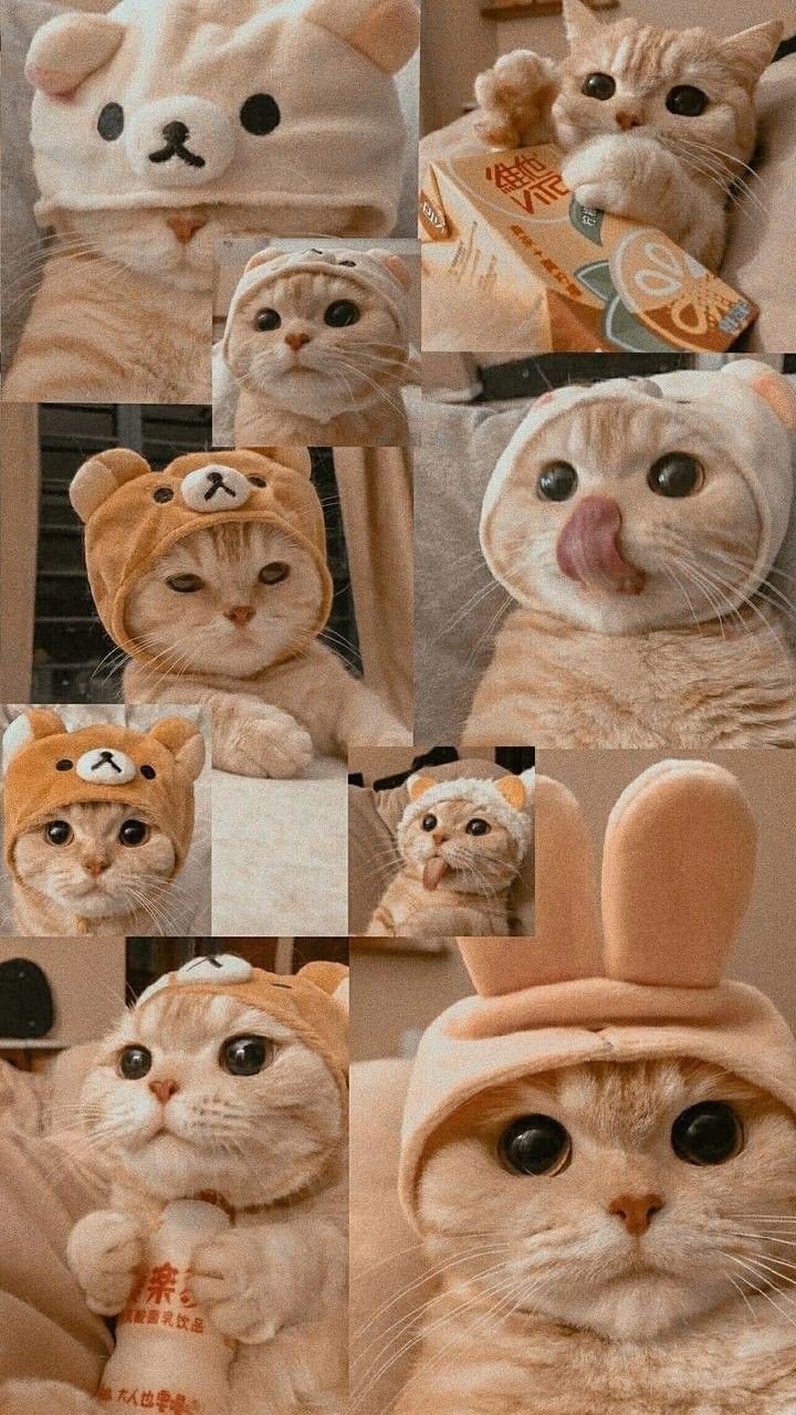 cat pfp anime cat pfp anime