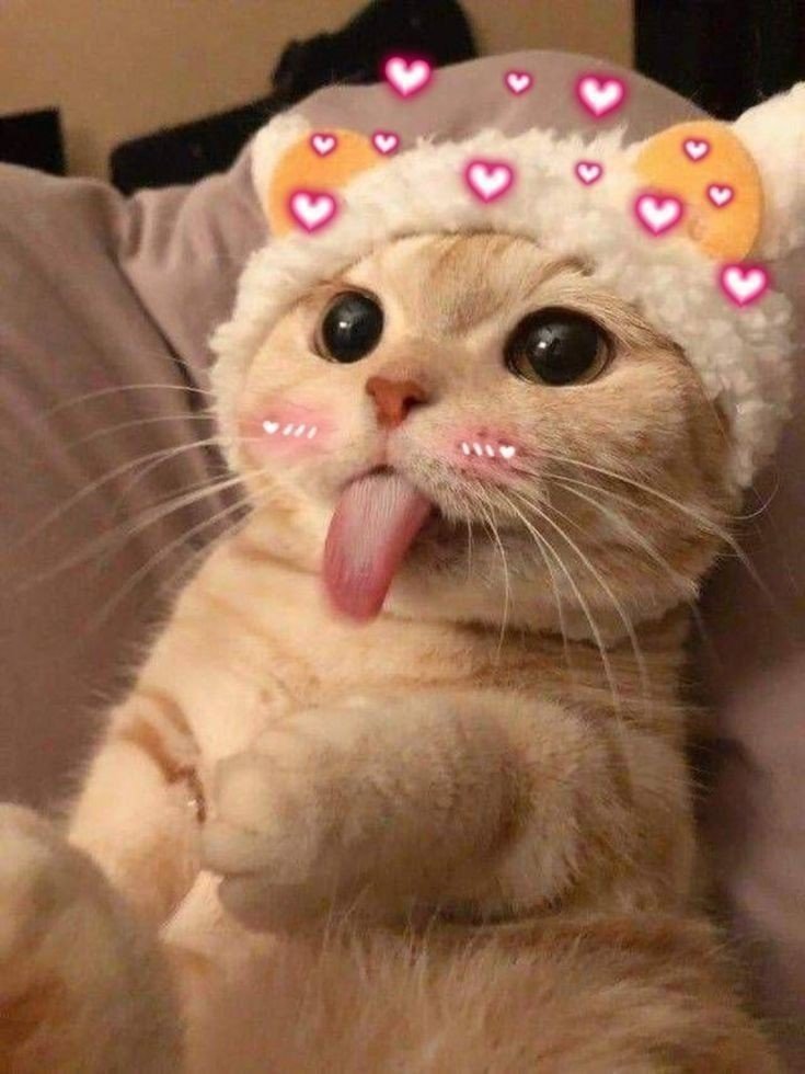 cat pfp anime cat pfp anime