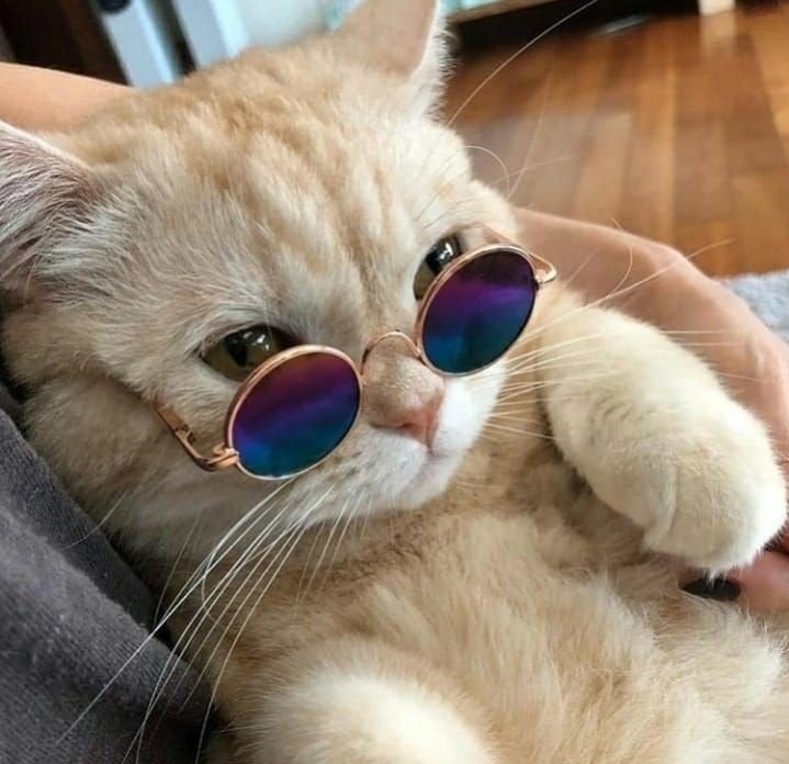 cat pfp anime cat pfp anime