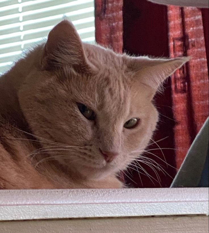 cat pfp art cat pfp art