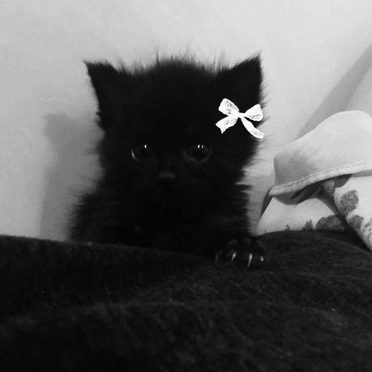 cat pfp base cat pfp base