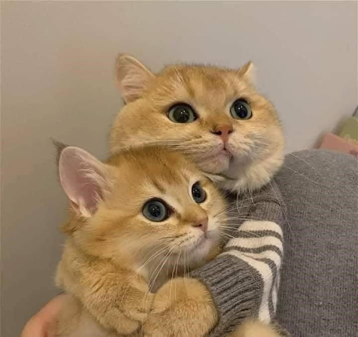 cat pfp batman cat pfp batman