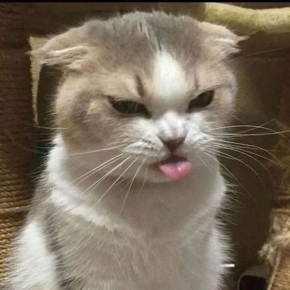 cat pfp beluga cat pfp beluga