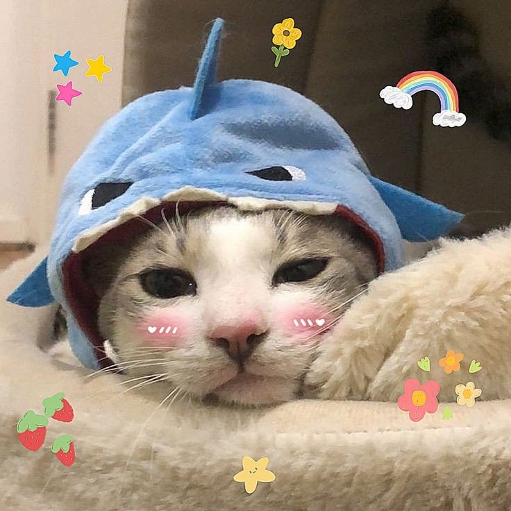 cat pfp beluga cat pfp beluga