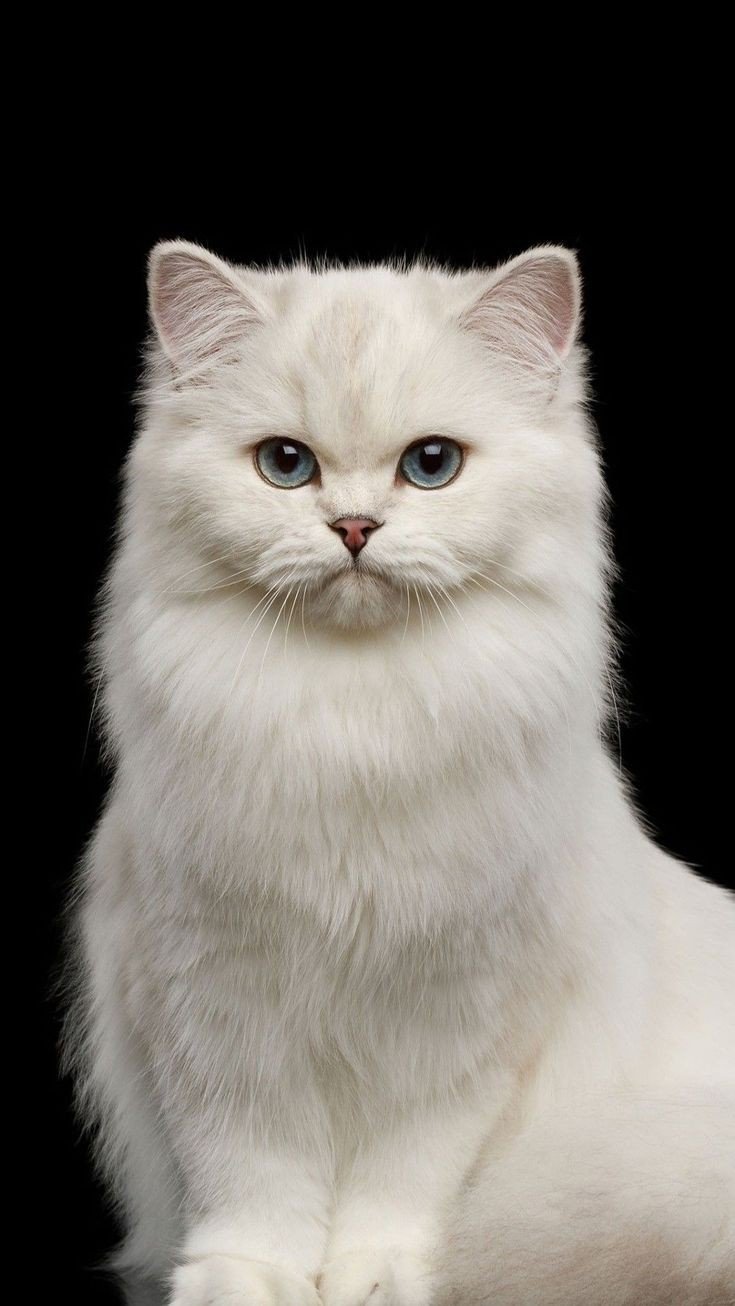 cat pfp black background cat pfp black background