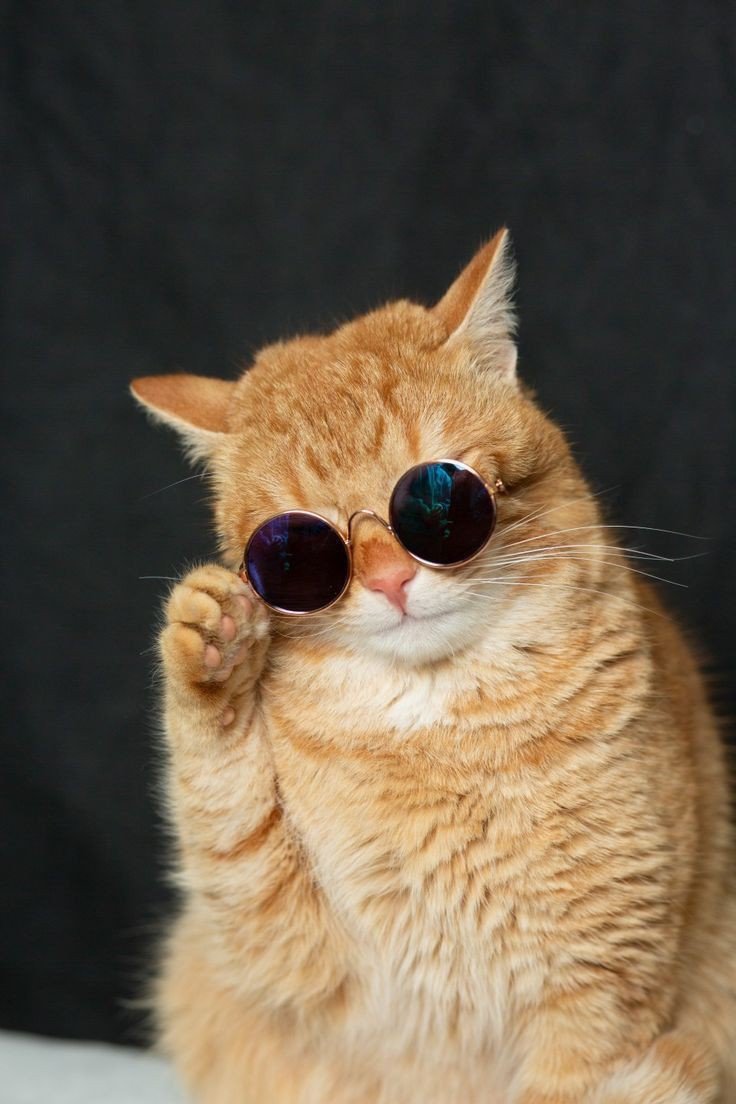 cat pfp blue cat pfp blue