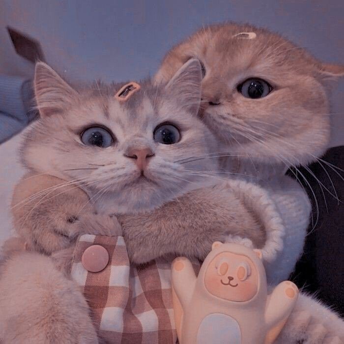 cat pfp bow cat pfp bow