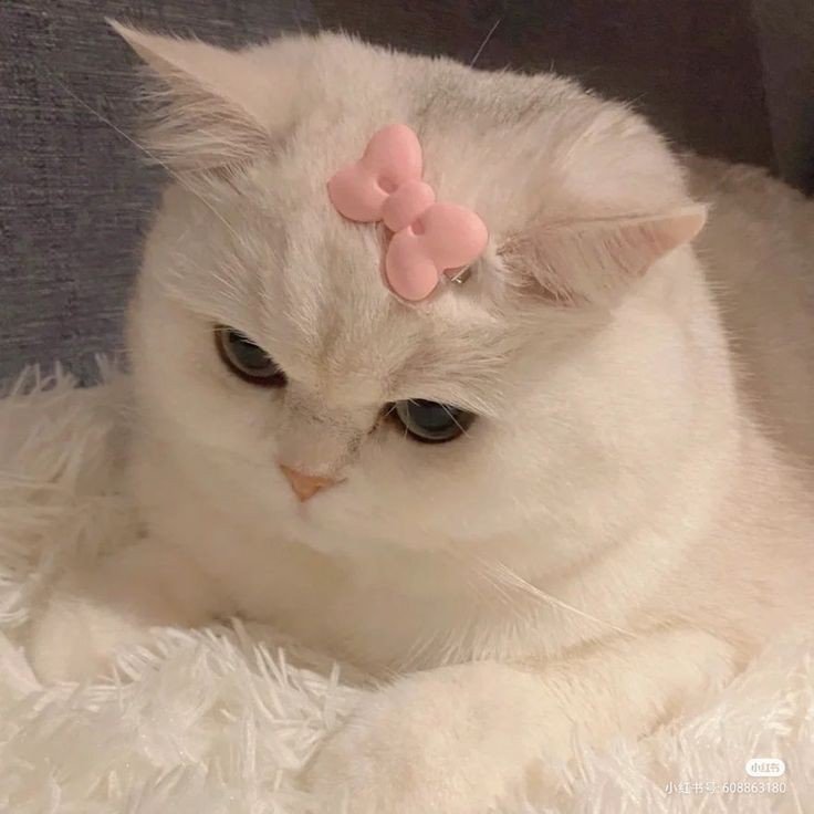 cat pfp brown cat pfp brown