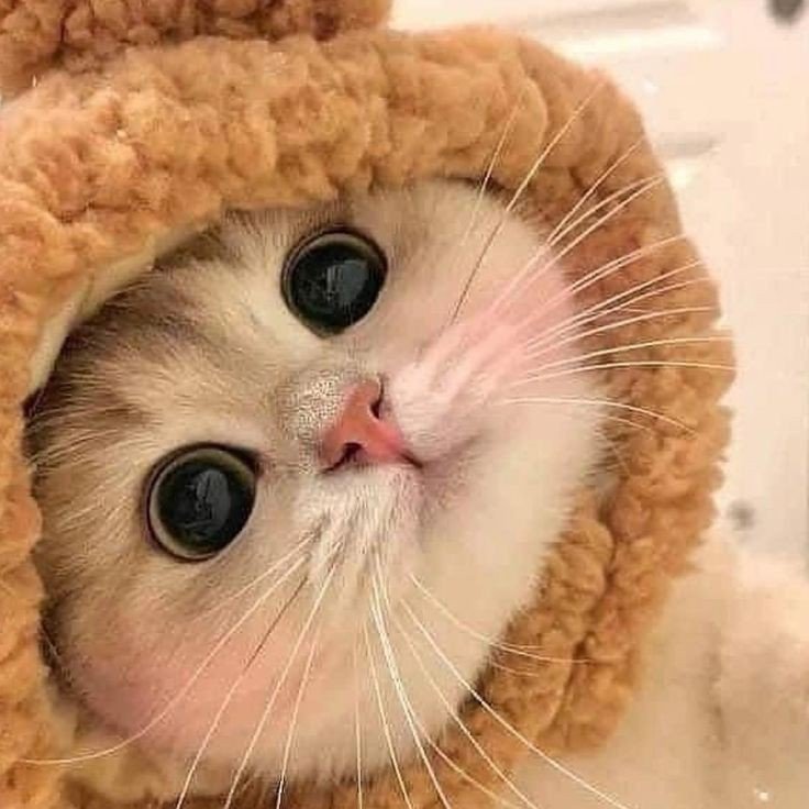 cat pfp brown cat pfp brown