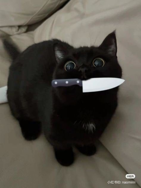 cat pfp coquette cat pfp coquette