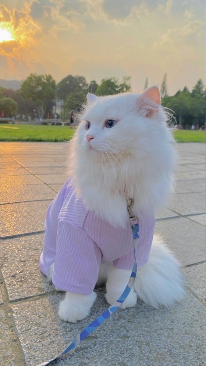 cat pfp coquette cat pfp coquette