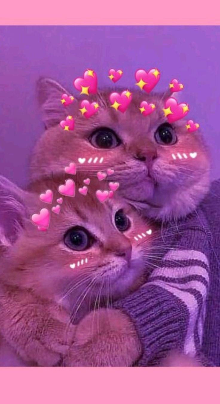 cat pfp cute discord cat pfp cute discord