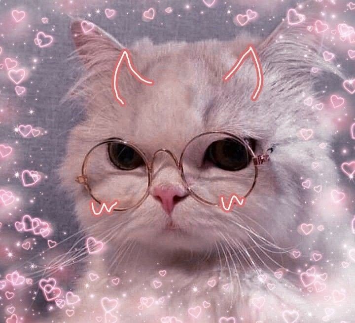 cat pfp cute discord cat pfp cute discord