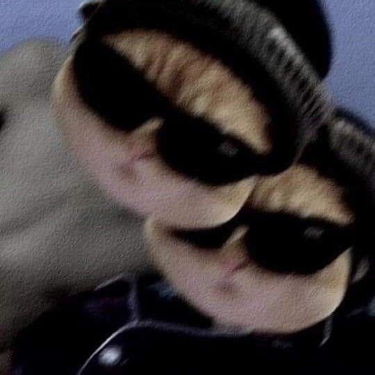 cat pfp discord aesthetic cat pfp discord aesthetic