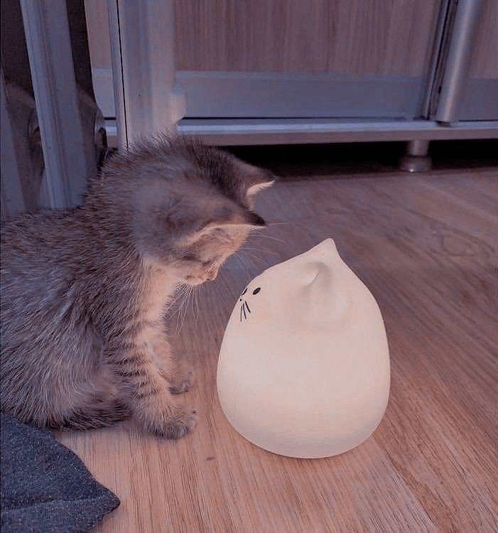 cat pfp discord meme cat pfp discord meme