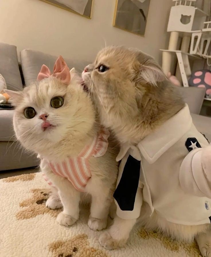 cat pfp discord cat pfp discord