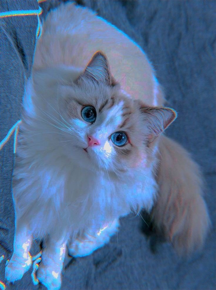cat pfp download cat pfp download