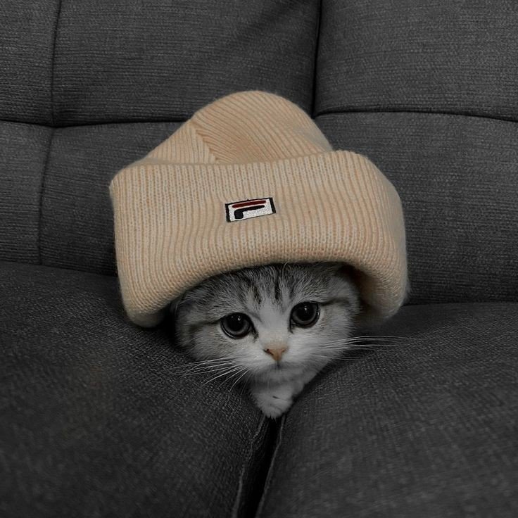 cat pfp eating cat pfp eating