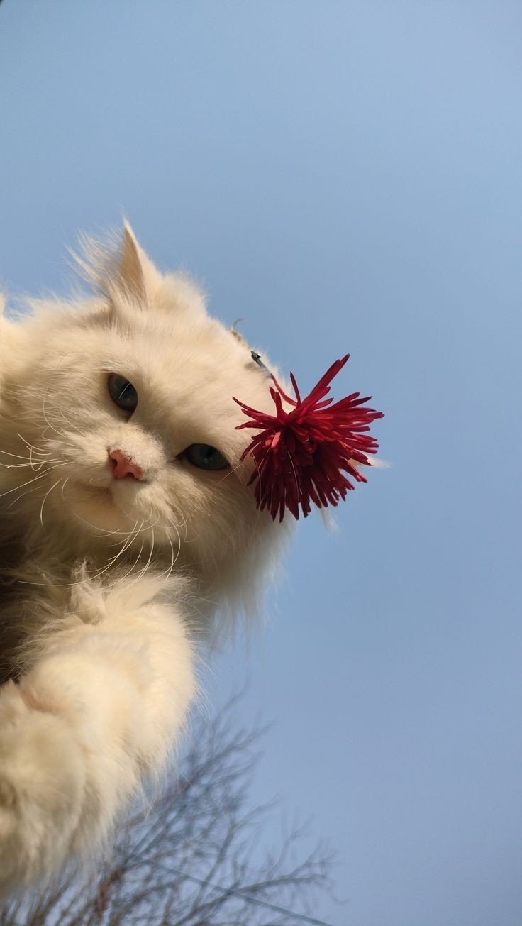 cat pfp emo cat pfp emo
