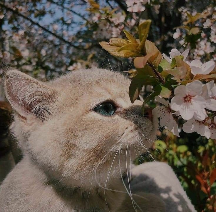 dark cat pfp dark cat pfp