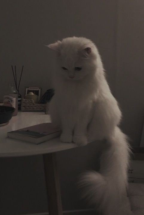 deftones cat pfp deftones cat pfp