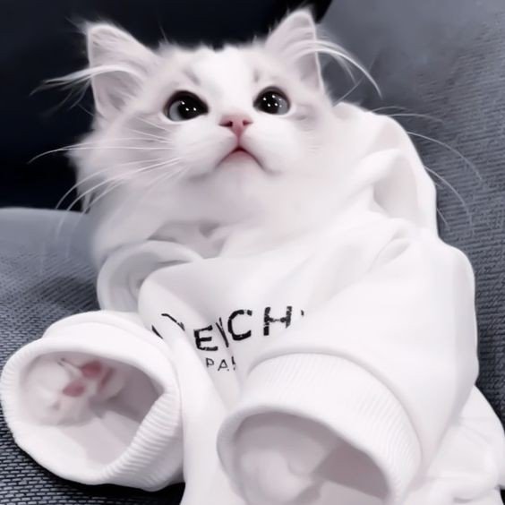 depressed cat pfp depressed cat pfp
