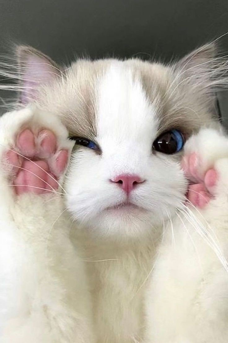 dizzy cat pfp dizzy cat pfp