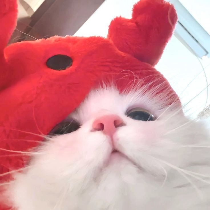 el gato cat pfp el gato cat pfp
