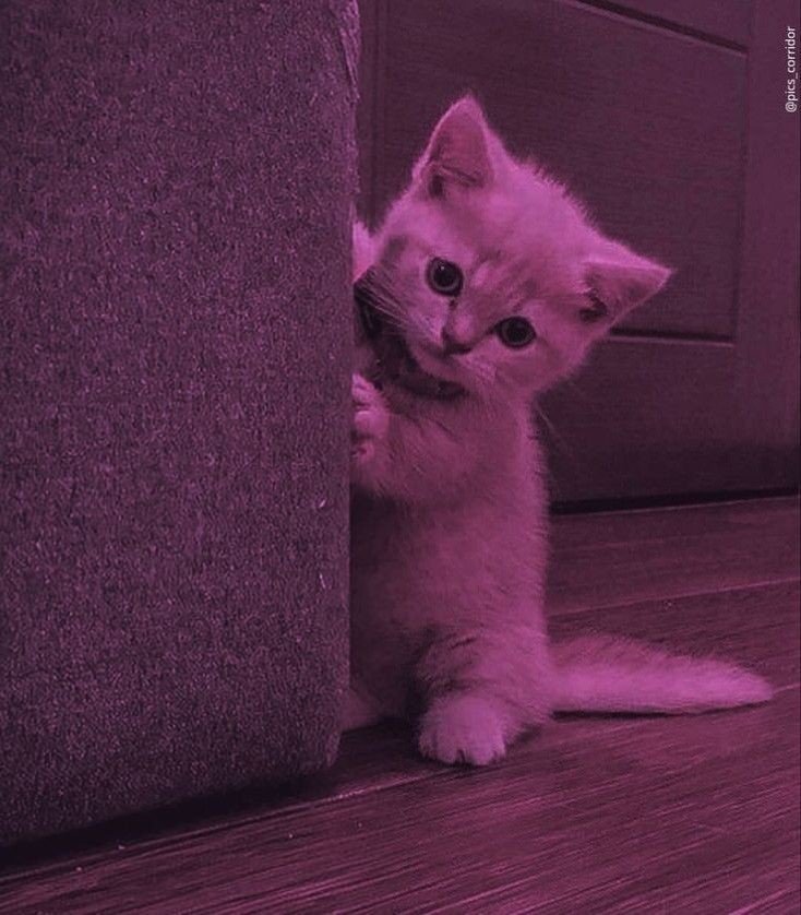 emo cat pfp emo cat pfp