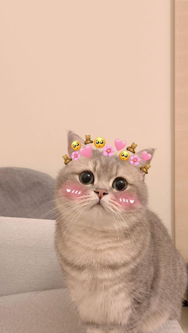 emoji cat pfp emoji cat pfp