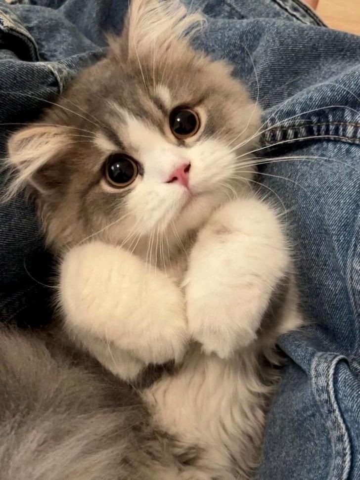 eren cat pfp eren cat pfp