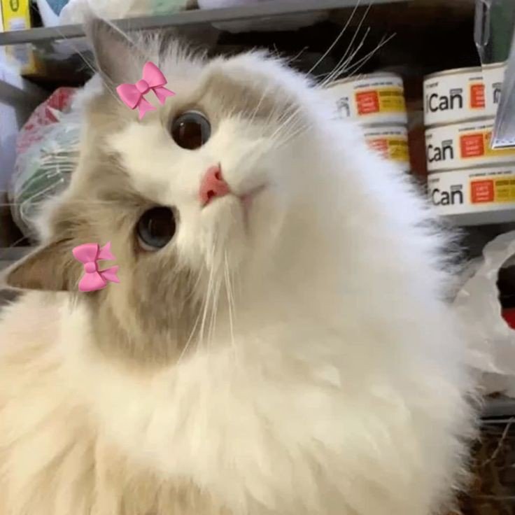 gojo cat pfp gojo cat pfp