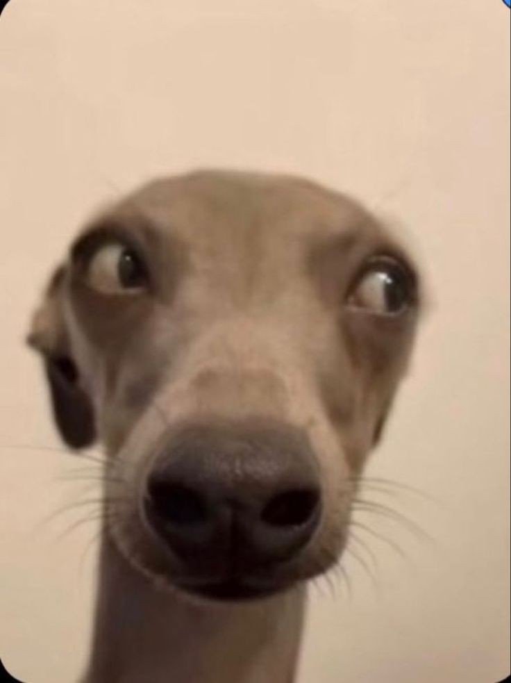 goofy ahh pictures ai goofy ahh pictures ai